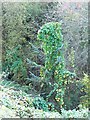 Young conifer smothered in bindweed