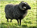 Hebridean ram, Suffolk Wildlife Trust, Melton