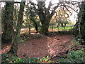 Dry pond south of Foxburrow House, Melton