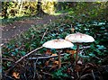 Parasol Mushrooms by the London Loop