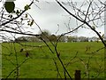 Sutton Hill, sheep grazing