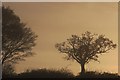 Tree silhouette