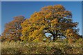 Autumn in Claybury Park