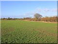 View NW from footpath to Harbury