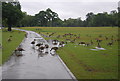 Geese, Cannon Hill Park