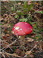 SO5299 : Fly Agaric (Amanita muscaria) in Lodgehill Coppice by Richard Law