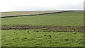 NT7729 : Grassland near Linton by Richard Webb