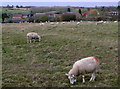 Grazing sheep, Walton