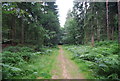 Sussex Border Path, Rake Hanger