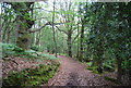 Sussex Border Path in Rake Hanger Wood