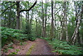 Sussex Border Path, Rake Hanger