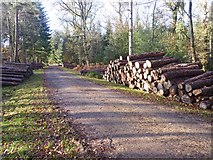 SU2609 : Stacked Logs near to Wick Wood by Mike Smith