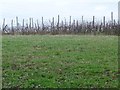 SE3730 : Winter vines off Newsam Green Road by Christine Johnstone