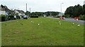 Gulls on the grass, Windwhistle Lane, Weston-super-Mare