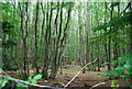 Coppiced trees in Langley Wood