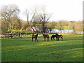 S0328 : Horses alongside River Suir at Ballydrehid by ethics girl
