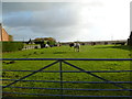 Mannington, horse grazing