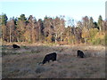 TF6628 : Cattle on Wolferton Fen/Dersingham Bog by Richard Humphrey