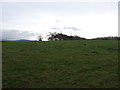 Farmland near Pasture House Farm