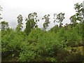 Birches, Devilla Forest