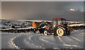 Feeding cattle in deep snow