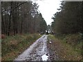 Forest operations on Farway Hill