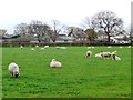 SJ7572 : Sheep grazing south of Townfield Lane by Christine Johnstone