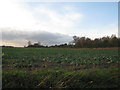 Cabbages and impending shower