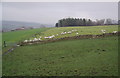 Sheep congregating in the corner of the field