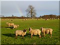 Pasture, Barton