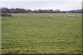 Large sheep field near Hollins Farm