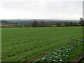 View east across farmland near King