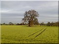 SE2598 : Farmland, Bolton-on-Swale by Andrew Smith
