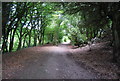 Path in the trees, St Margaret