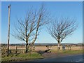 Winter trees alongside the B1261