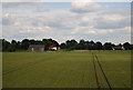 Wheat field near Stone Hall