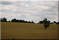 Single tree in a wheat field