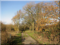 Track to Brandon Road, Feltwell