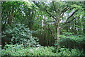 Woodland by the Sussex Border Path