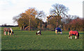 Horses near Gate House