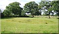 Dried up pond, Wareham