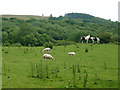 Pasture and woodland east of Tynygraig, Ceredigion