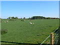 Grazing sheep near Pentre Farm