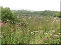 Wetland, Harcraig