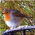 Robin in my garden