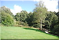 Trees, Christchurch Park