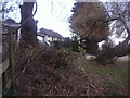 Trees on the corner of Arkley Drive