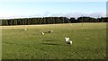 Sheep near Gladstone