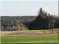 Woodland south of Colpitts Grange