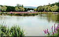 Eyot in Cwmbran Boating Lake